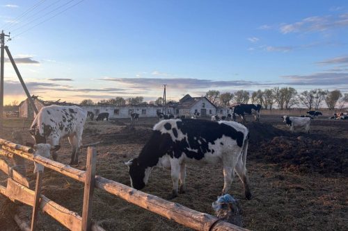 Загинули корови на Житомирщині. Держпідприємство підозрюють у приховуванні злочину