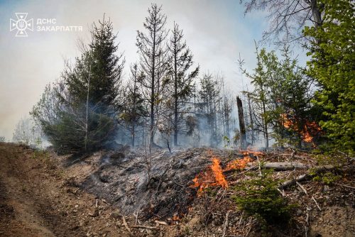 Лісову пожежу на Закарпатті локалізували. Вогонь підсилила аномальна посуха