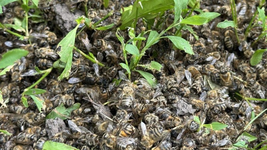 Погибло 32 миллиона пчел в Кировоградской области. Пасечники обвиняют фермеров