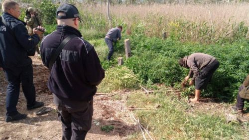 Шукали пеліканів — знайшли марихуану: на території заповідника виявили плантації конопель