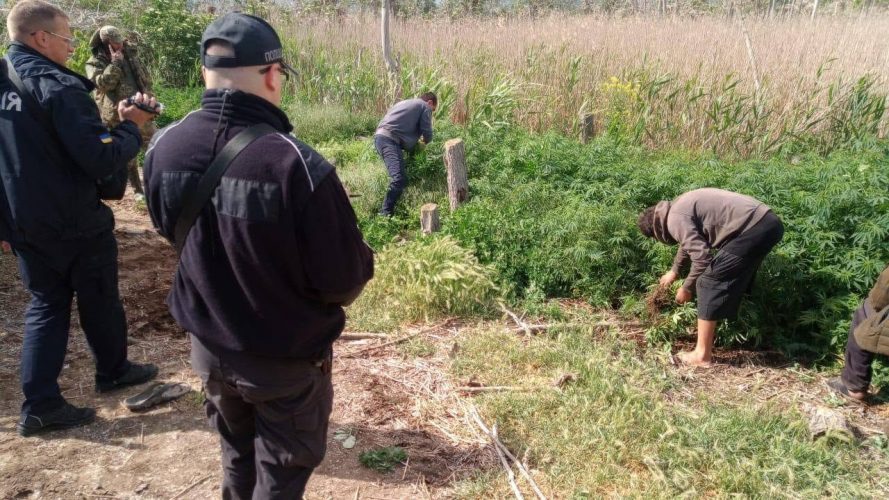 Шукали пеліканів — знайшли марихуану: на території заповідника виявили плантації конопель