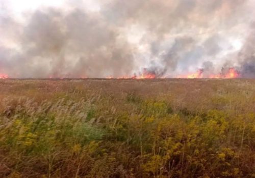 Вогонь охопив тисячі гектарів окупованого заповідника "Асканія-Нова"