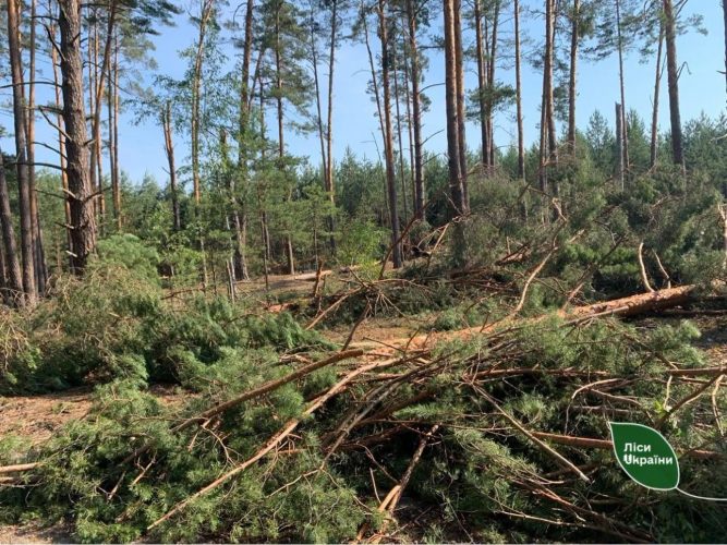 Сильний буревій винищив понад 400 га лісів у Волинській і Рівненській областях