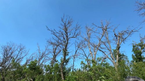 Age, disease and ‘black loggers’: why Ukraine’s forest belts are disappearing and why they are needed