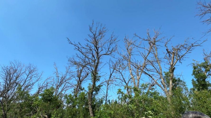 Age, disease and ‘black loggers’: why Ukraine’s forest belts are disappearing and why they are needed