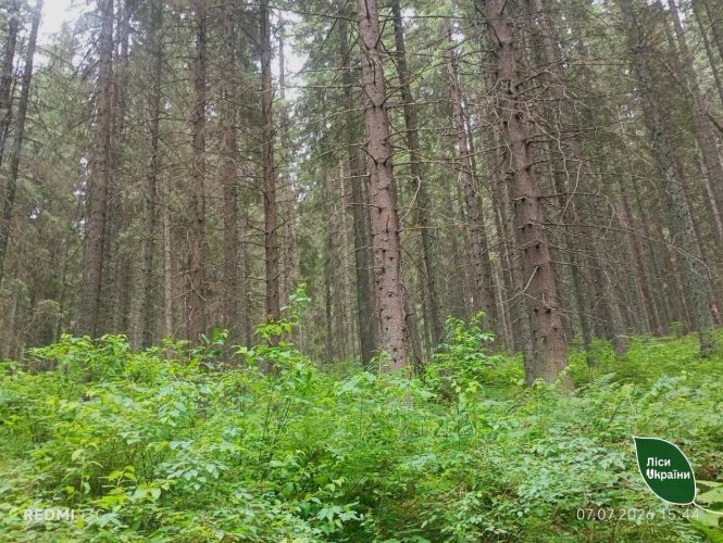 В Украине создали новые заповедные объекты для охраны лесов, степей и болот