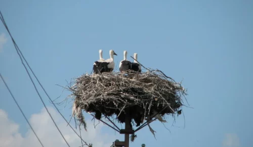 ‘Stork Trail’: DTEK has launched an environmental initiative to study bird migration