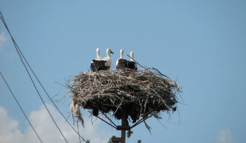 ‘Stork Trail’: DTEK has launched an environmental initiative to study bird migration
