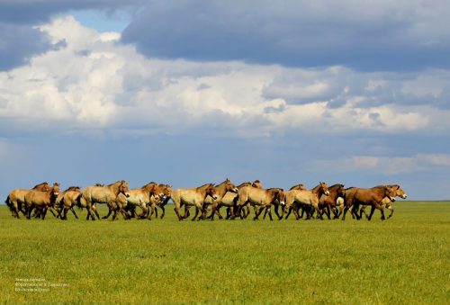 Оккупированная Аскания-Нова страдает от пожаров, гибели животных и некомпетентности