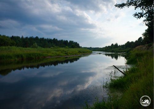 У Чорнобилі виявили рідкісні види річкових риб