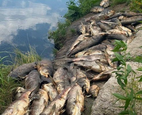 Мор риби та небезпека для людей: стічні води з Києва отруїли водойми Софіївської Борщагівки