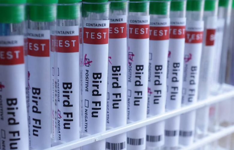 В Австралии диких птиц будут вакцинировать от смертельного птичьего гриппа