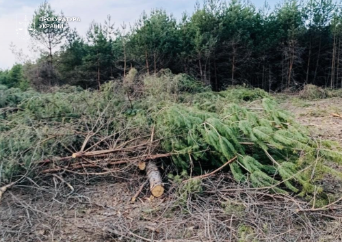 "Громаді потрібні гроші": голову сільради на Волині підозрюють у пособництві вирубці лісу