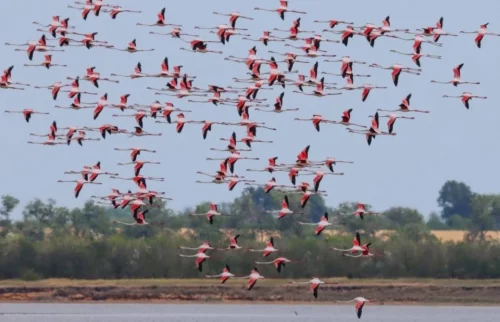 Once every five years: due to the war, the pink flamingos in the Odesa region are not breeding
