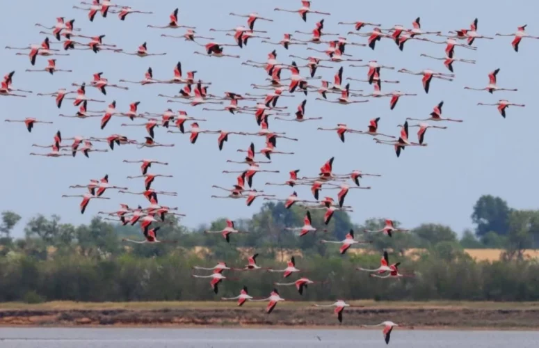Once every five years: due to the war, the pink flamingos in the Odesa region are not breeding