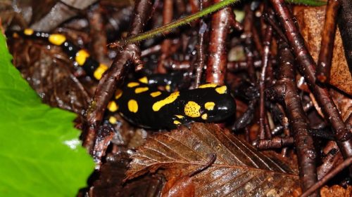 It’s not just salamanders: in Zakarpattia, ‘Forests of Ukraine’ have destroyed the habitat of a number of rare species
