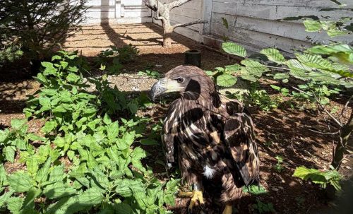 A rare white-tailed eagle rescued in the Carpathians is undergoing rehabilitation