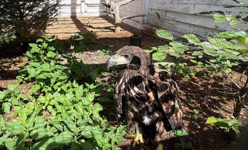 A rare white-tailed eagle rescued in the Carpathians is undergoing rehabilitation