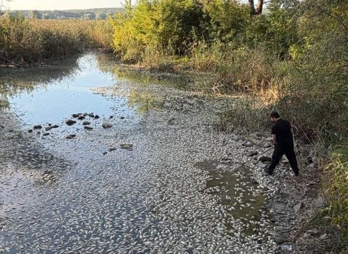 У харківському озері загинуло понад 9 тисяч рибин: розпочато провадження