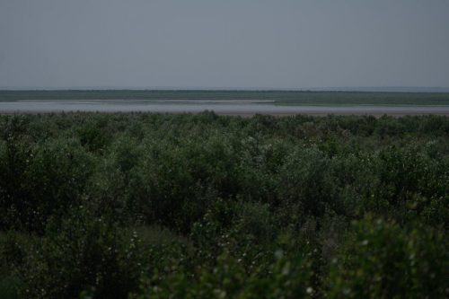 Четверте літо Великого Лугу: дерева все вищі, повернення пеліканів та осетрів