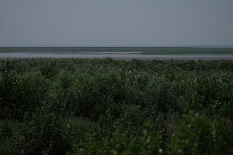The fourth summer of the Great Meadow: the trees are growing ever taller, and the pelicans and sturgeons have returned