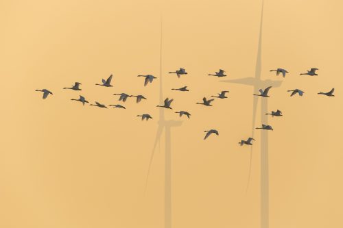 Лелеки й кажани під загрозою? У "Подільських Товтрах" будують вітряки без висновку ОВД