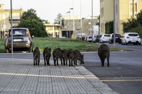 How to help animals overcome transport-related obstacles: best practices