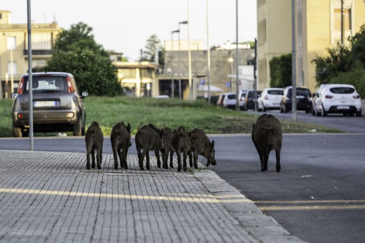 How to help animals overcome transport-related obstacles: best practices