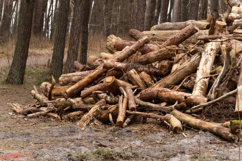 Is it allowed to cut down dry trees in the forest for firewood: fines and liability