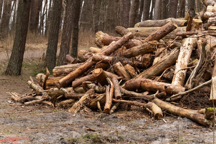 Is it allowed to cut down dry trees in the forest for firewood: fines and liability