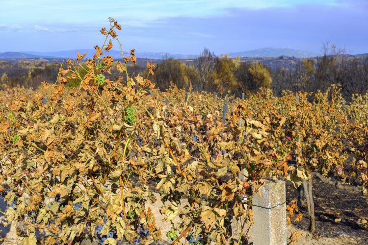 From tomatoes to meat: which foods have become more expensive this year due to global warming