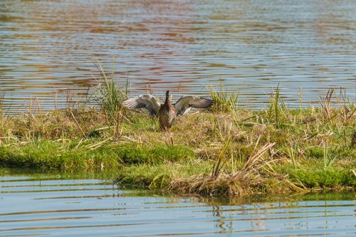 Floating plant islands that will filter water are being installed on a lake in Vinnytsia
