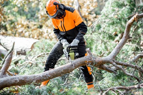 Do you need permission to fell a tree near your home: restrictions and fines
