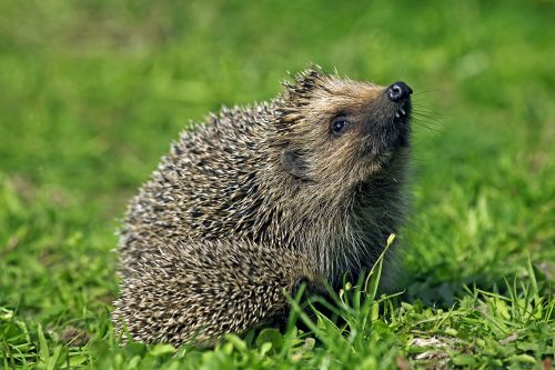 Killed a pregnant hedgehog: a woman in Chernihiv has been sentenced to five years in prison