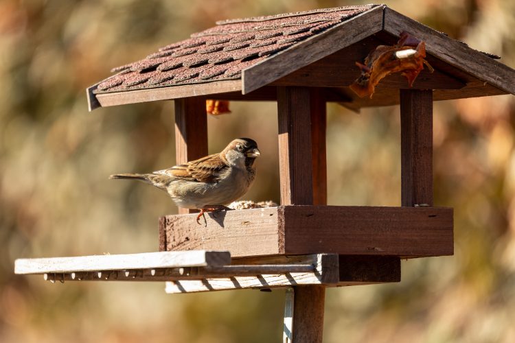 You could be fined for having a bird feeder: when and why you might have to pay