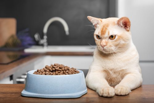 Over 90% of cat food is contaminated with lead and arsenic – study
